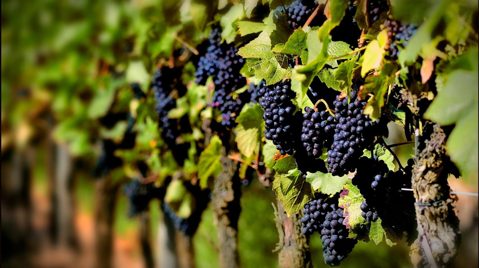 Vinoteca cual comprar