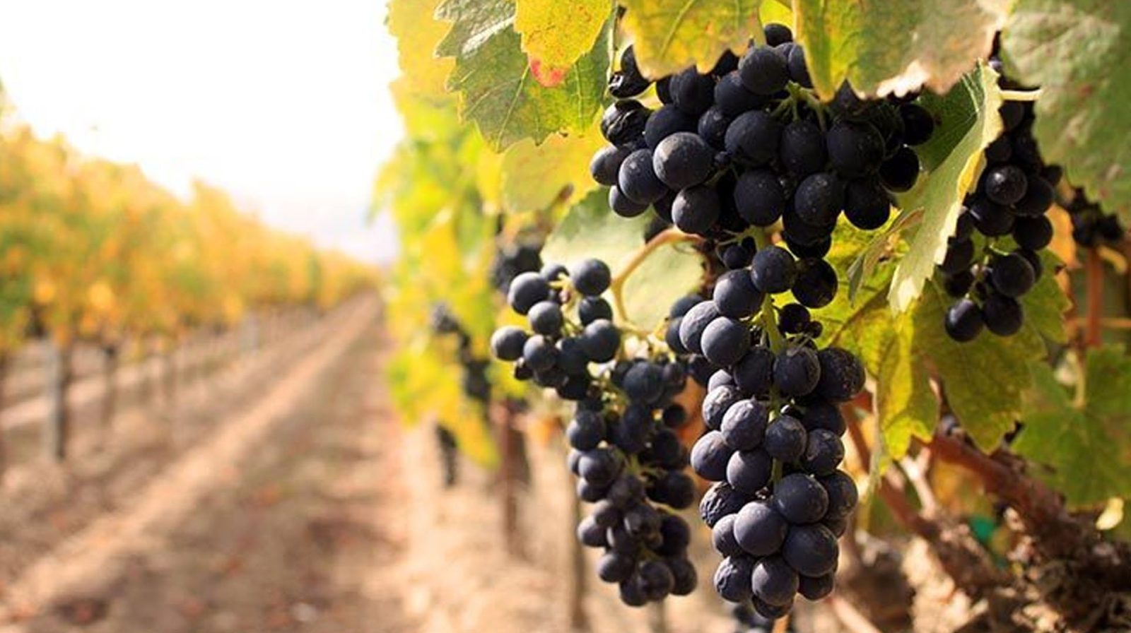 comprar una vinoteca